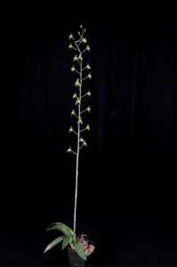 Oeceoclades humbertii Huntington's Beanstalk CHM/AOS 80 pts. - Plant